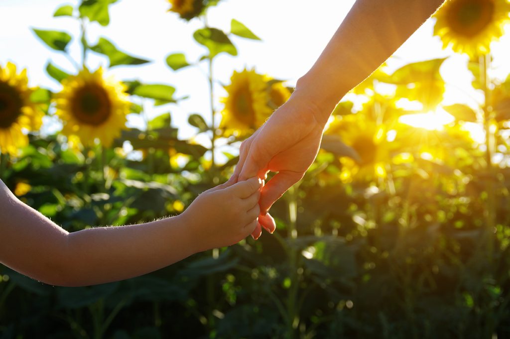 Parent holding young child's hand in sunflower field