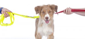 Two people pulling opposite directions on a dog's leash.